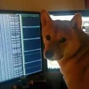 dev派的个人资料头像