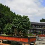 峰回路转4091头像