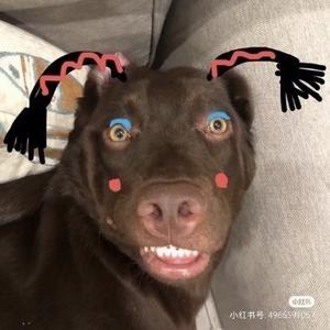傻二狗搞笑视频头像