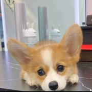 SWLE的个人资料头像