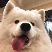 Shakalaka的个人资料头像
