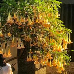 雨澄手写头像