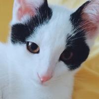 我家小猫叫馒头头像