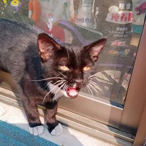 智慧小猫Ttx9di头像