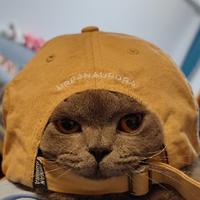 不换GTR不改名头像
