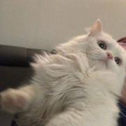 无糖乌龙茶_的个人资料头像