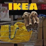 四喜丸子呢的个人资料头像