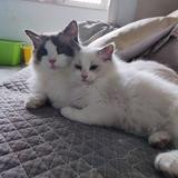 咩咩是只猫呀头像