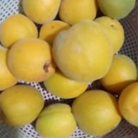 外向火车z7J头像