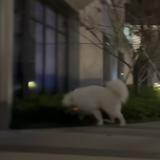 左西右东227头像