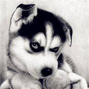 husky_0o0的个人资料头像