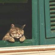 少年398的个人资料头像