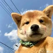 木马不是马的个人资料头像