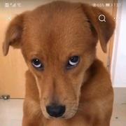 Z米虫的个人资料头像