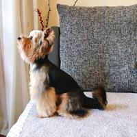 狗狗菲菲跳跳头像