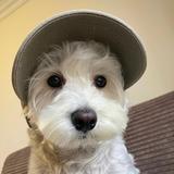 co小红帽头像