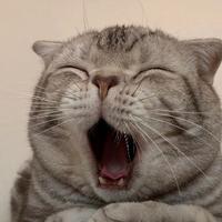 RohanInnerPeace头像