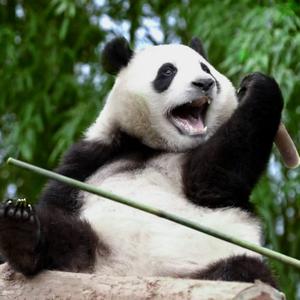 熊猫潘达头像
