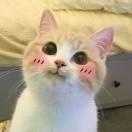 LichrolasMan的个人资料头像