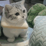 小猫钓鱼285头像