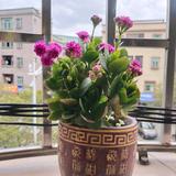 聪明卡尔4Q9头像