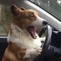 我不是柚子诶头像