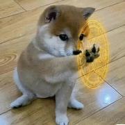 谢谢小狗的个人资料头像