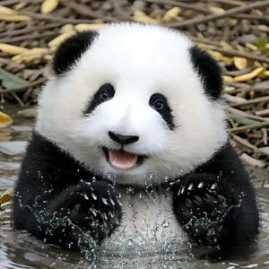 Panda_Tang头像