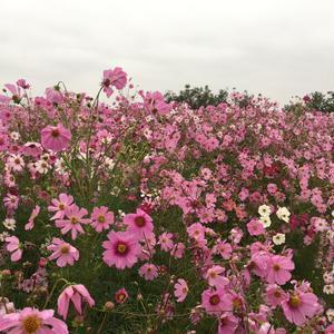 桃花仙人唐伯虎头像