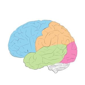 脑与认知研习社头像