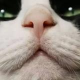 猪古力18头像