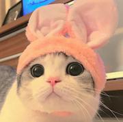 jsisbset的个人资料头像