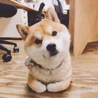 稽无天头像