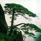 李歧538头像