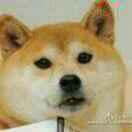 指尖踢踏舞的个人资料头像