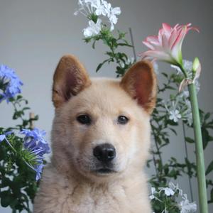 花千乘头像
