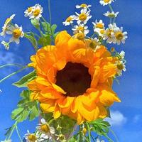 番茄61749766347头像