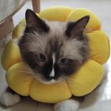 笨笨猪头像