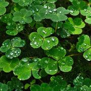 AI辅助者的个人资料头像