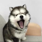 陈陈陈序员的个人资料头像