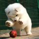 Samoyed1690 · 宝马X3车主·车龄3年头像