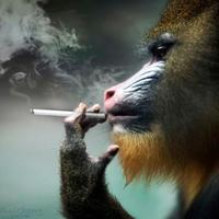 翻跟斗35105025头像