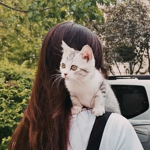 台湾小猫头像