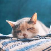 前端小白升职记的个人资料头像