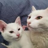 一代靓猫龙哪吒头像