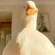 Zionon的个人资料头像