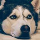 嗯哼的个人资料头像