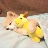 翌琪嘉头像