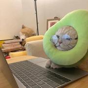 张Gavei的个人资料头像