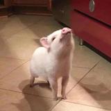 成成猪头像